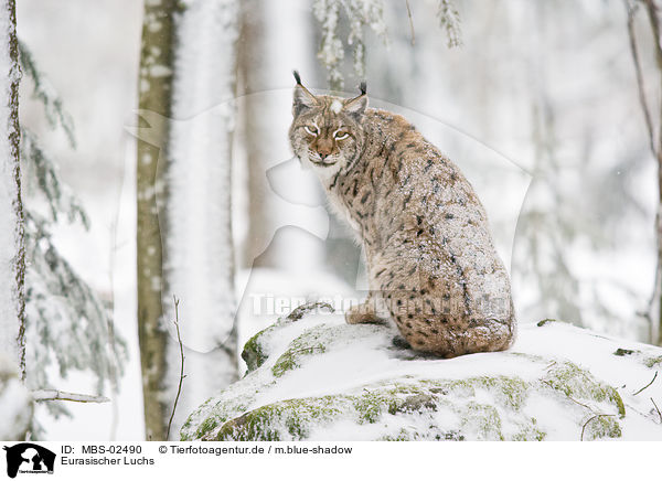 Eurasischer Luchs / MBS-02490