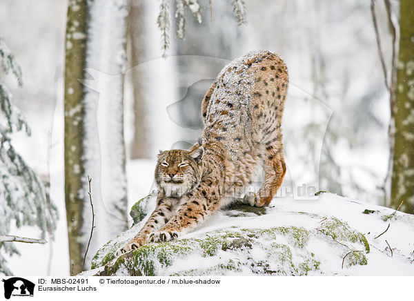 Eurasischer Luchs / MBS-02491