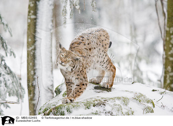 Eurasischer Luchs / Lynx lynx / MBS-02493