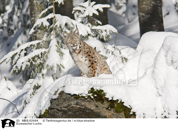 Eurasischer Luchs / Lynx lynx / MBS-02494