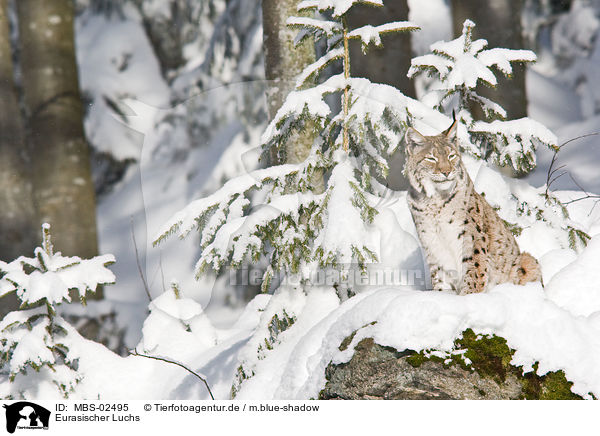 Eurasischer Luchs / Lynx lynx / MBS-02495