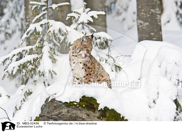 Eurasischer Luchs / Lynx lynx / MBS-02498