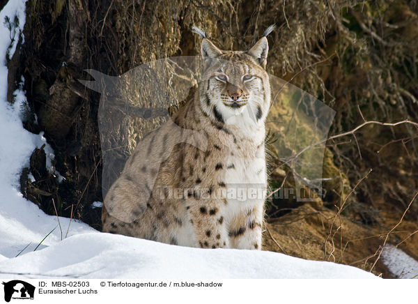 Eurasischer Luchs / Lynx lynx / MBS-02503