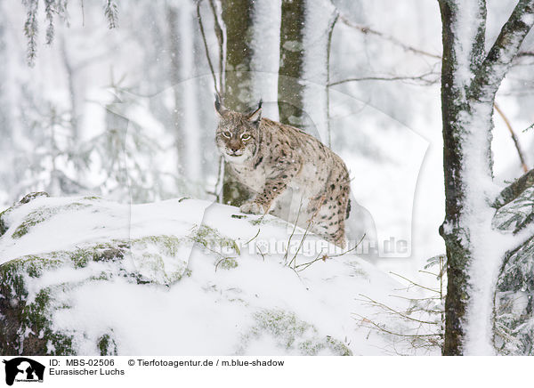 Eurasischer Luchs / Lynx lynx / MBS-02506