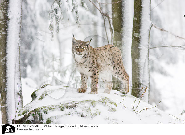 Eurasischer Luchs / Lynx lynx / MBS-02507