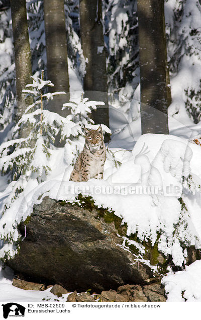 Eurasischer Luchs / Lynx lynx / MBS-02509