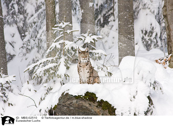 Eurasischer Luchs / Lynx lynx / MBS-02510