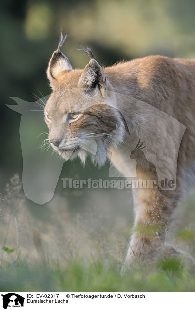 Eurasischer Luchs / DV-02317