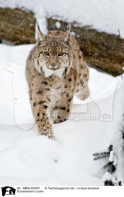 Eurasischer Luchs / MBS-05097
