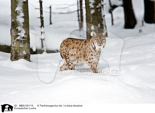 Eurasischer Luchs / Eurasian lynx / MBS-05115