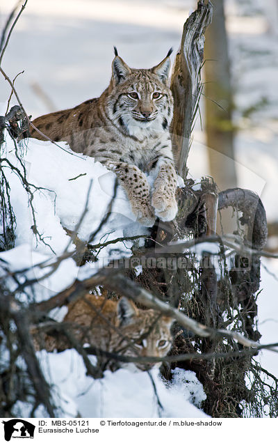 Eurasische Luchse / Eurasian lynxes / MBS-05121