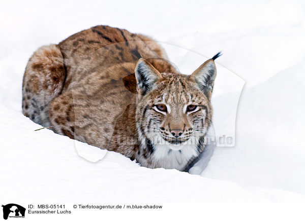 Eurasischer Luchs / MBS-05141