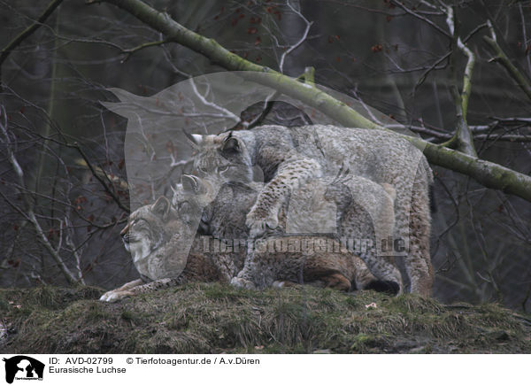 Eurasische Luchse / Eurasian Lynxes / AVD-02799