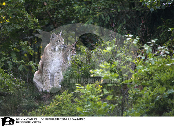Eurasische Luchse / Eurasian Lynxes / AVD-02856