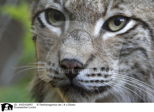 Eurasischer Luchs / Eurasian Lynx / AVD-02857