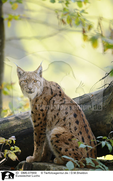 Eurasischer Luchs / DMS-07669