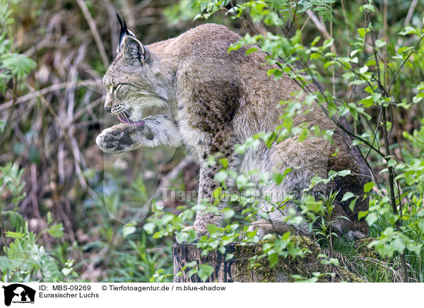 Eurasischer Luchs / Eurasian Lynx / MBS-09269