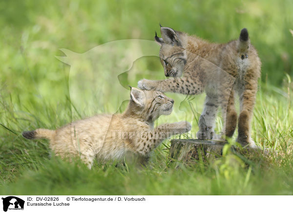 Eurasische Luchse / Eurasian Lynxes / DV-02826