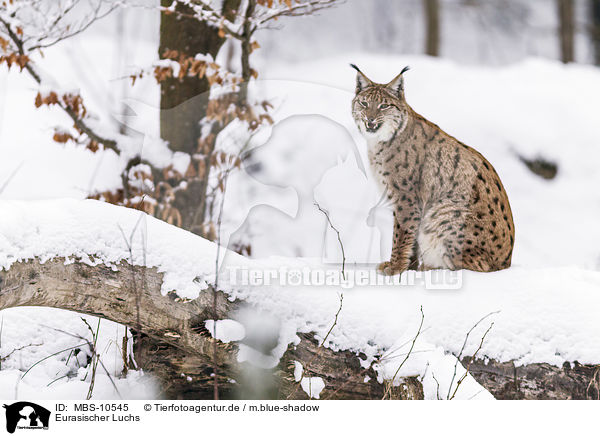 Eurasischer Luchs / lynx / MBS-10545