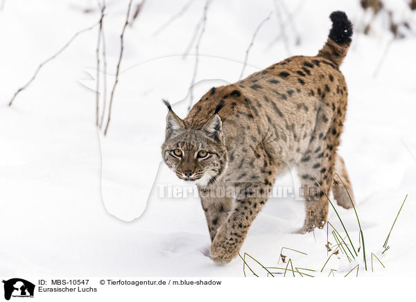 Eurasischer Luchs / lynx / MBS-10547