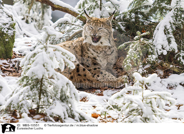 Eurasischer Luchs / lynx / MBS-10551