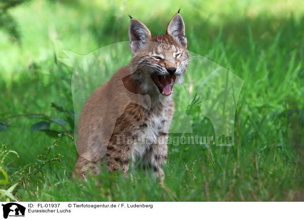 Eurasischer Luchs / Eurasian Lynx / FL-01937