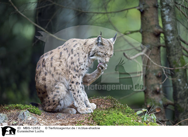 Eurasischer Luchs / Eurasian Lynx / MBS-12852