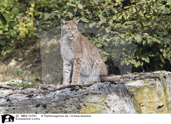 Eurasischer Luchs / Eurasian Lynx / MBS-14781