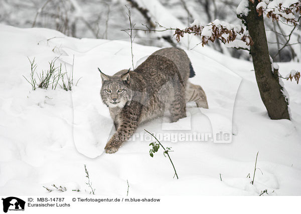 Eurasischer Luchs / Eurasian Lynx / MBS-14787