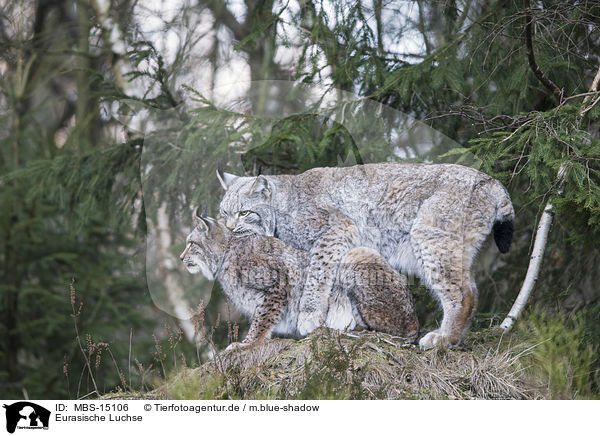 Eurasische Luchse / Eurasian Lynxes / MBS-15106