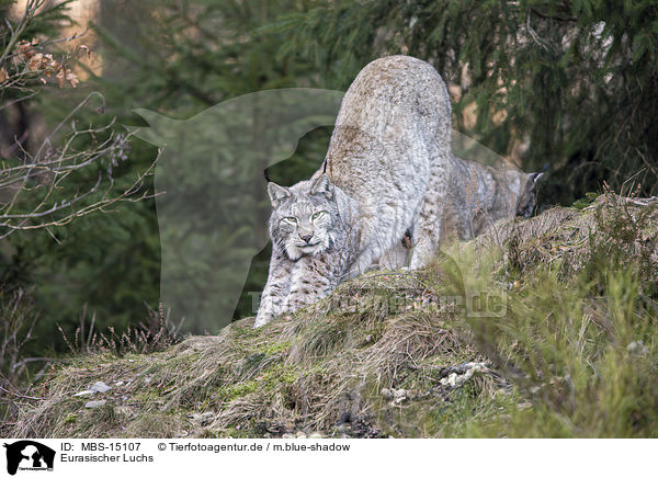 Eurasischer Luchs / Eurasian Lynx / MBS-15107