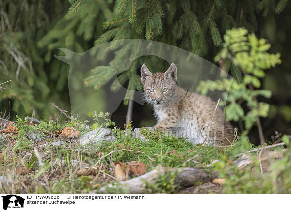 sitzender Luchswelpe / sitting cub / PW-09636