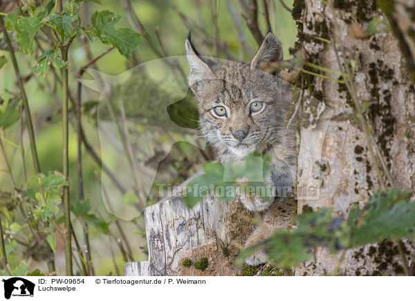 Luchswelpe / cub / PW-09654