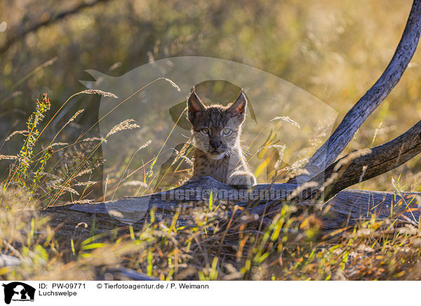 Luchswelpe / cub / PW-09771