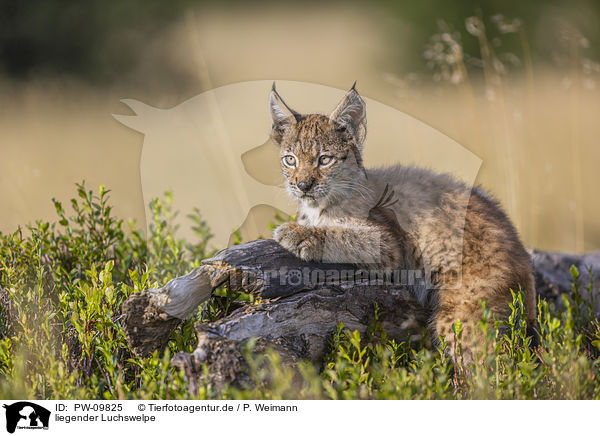 liegender Luchswelpe / lying cub / PW-09825
