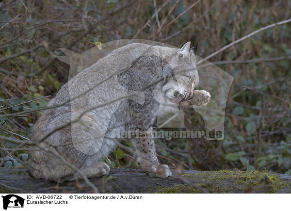 Eurasischer Luchs / Eurasian Lynx / AVD-06722