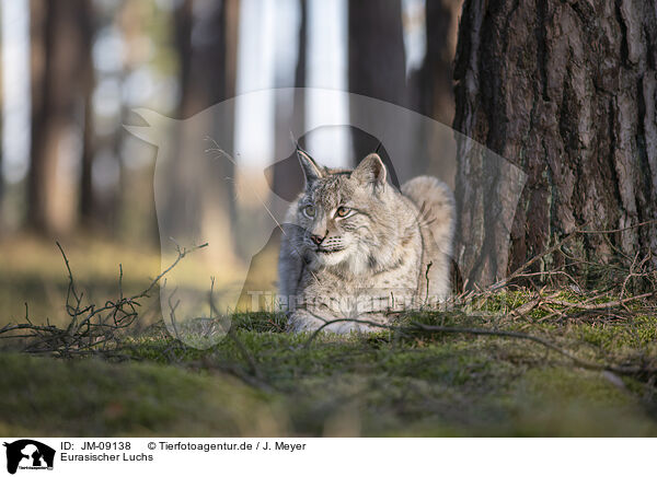 Eurasischer Luchs / Eurasian Lynx / JM-09138