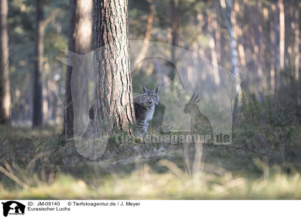 Eurasischer Luchs / Eurasian Lynx / JM-09140