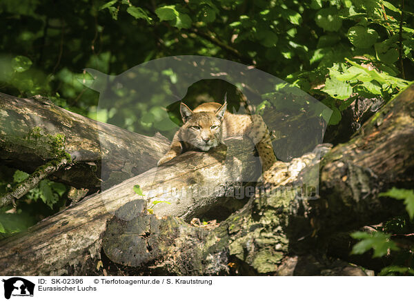 Eurasischer Luchs / Eurasian Lynx / SK-02396