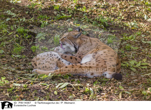 Eurasische Luchse / Eurasian Lynxes / PW-14067