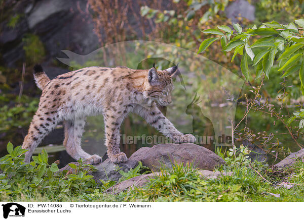 Eurasischer Luchs / Eurasian Lynx / PW-14085