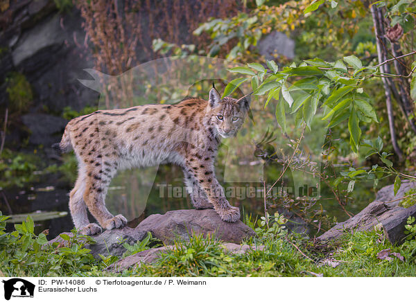 Eurasischer Luchs / Eurasian Lynx / PW-14086