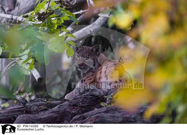 Eurasischer Luchs / Eurasian Lynx / PW-14095