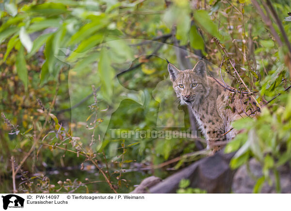 Eurasischer Luchs / Eurasian Lynx / PW-14097