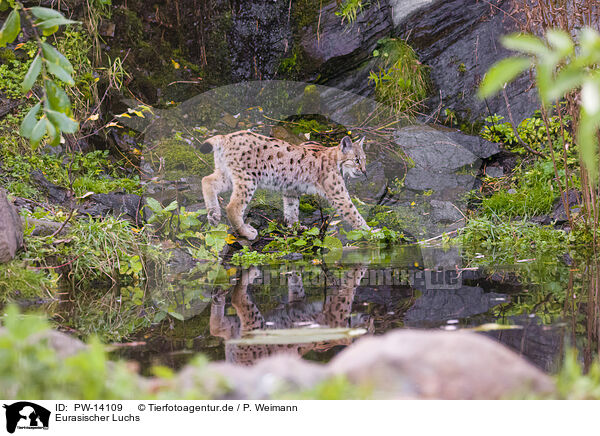 Eurasischer Luchs / Eurasian Lynx / PW-14109