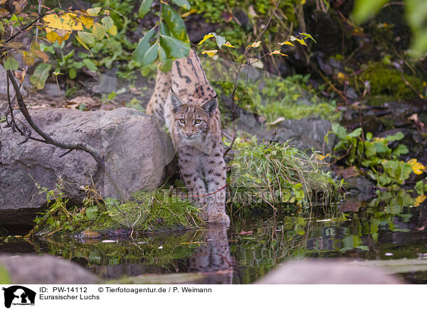 Eurasischer Luchs / Eurasian Lynx / PW-14112