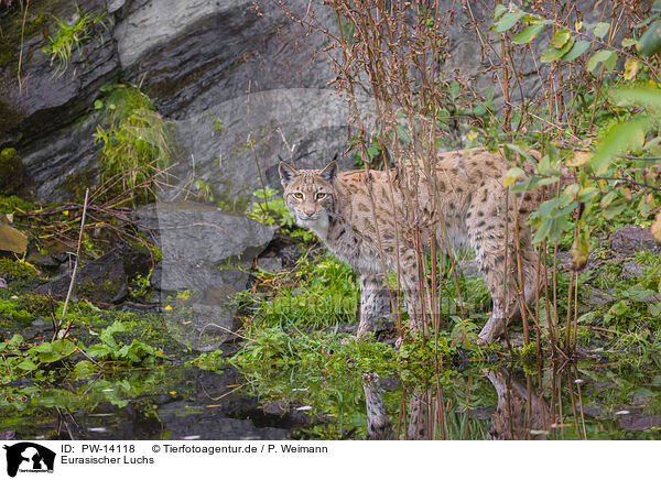 Eurasischer Luchs / Eurasian Lynx / PW-14118