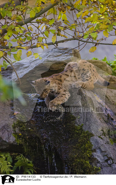 Eurasischer Luchs / Eurasian Lynx / PW-14133