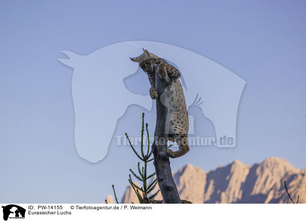 Eurasischer Luchs / Eurasian Lynx / PW-14155