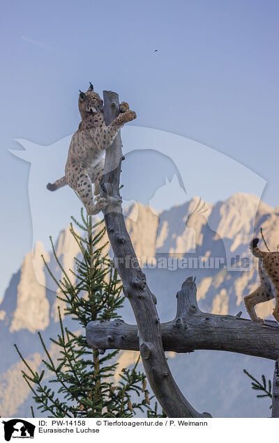 Eurasische Luchse / Eurasian Lynxes / PW-14158